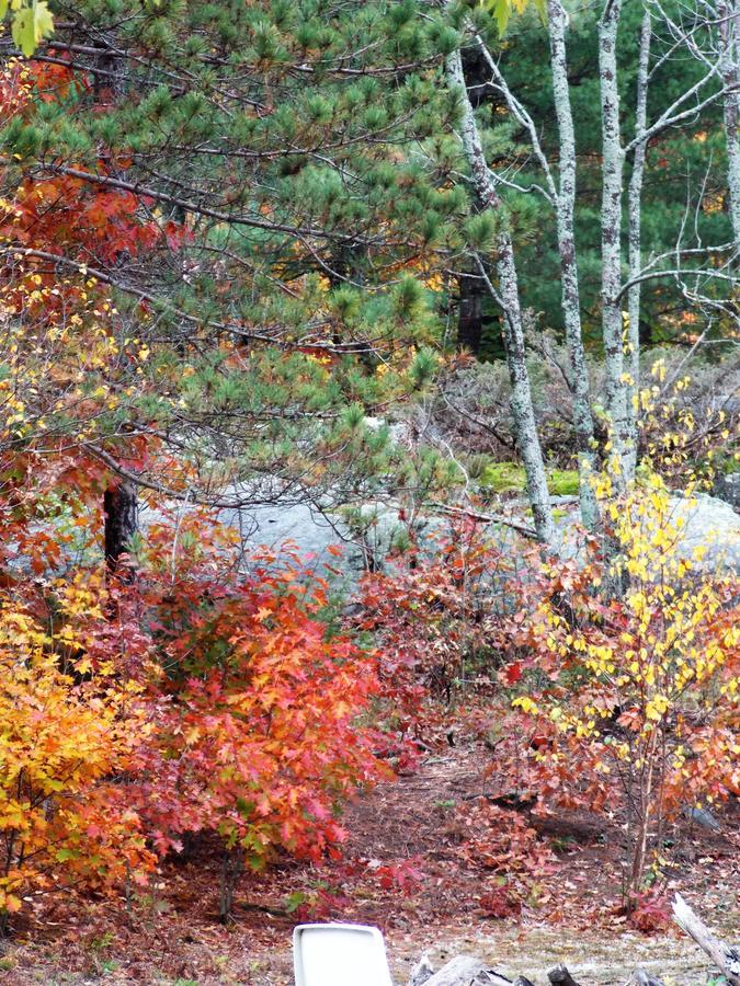 Bear & Butterfly Bed And Breakfast Gravenhurst Dış mekan fotoğraf