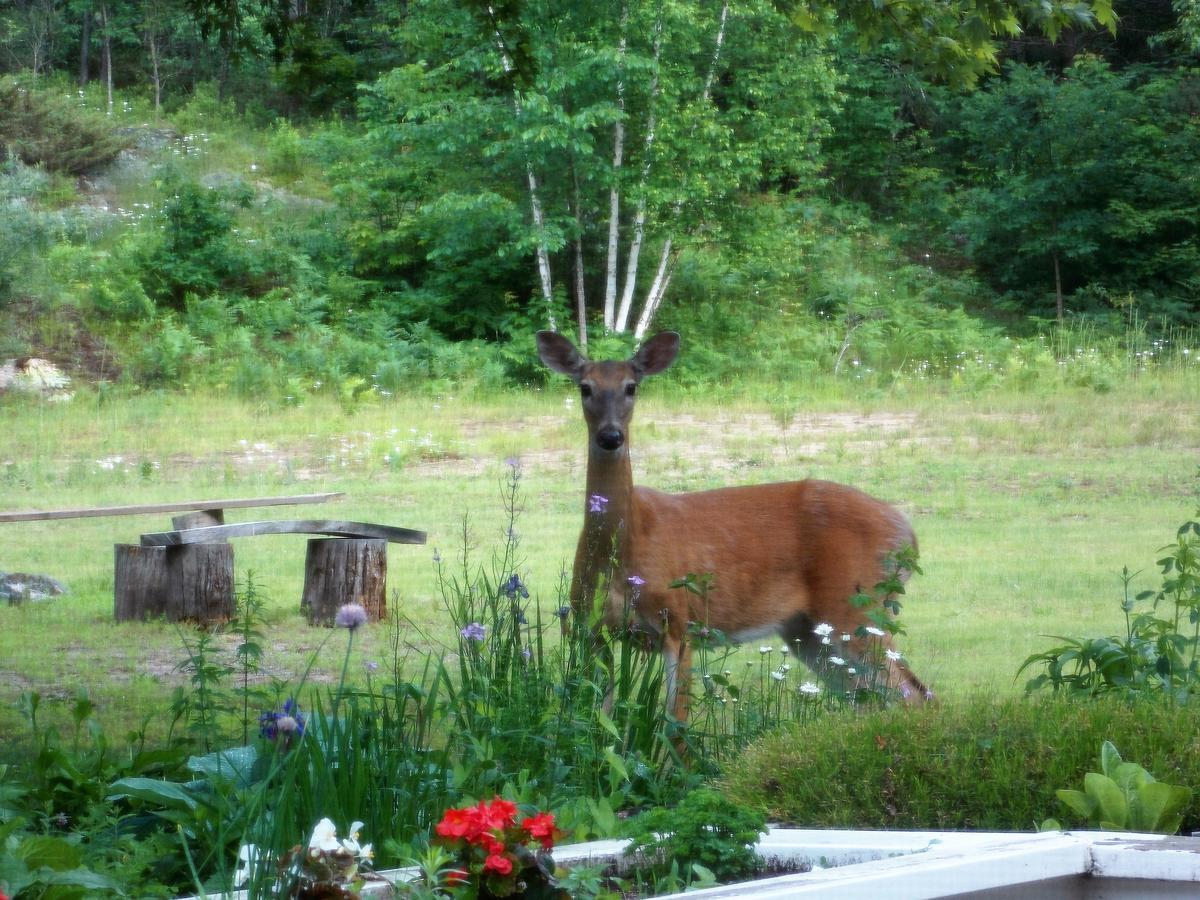 Bear & Butterfly Bed And Breakfast Gravenhurst Dış mekan fotoğraf